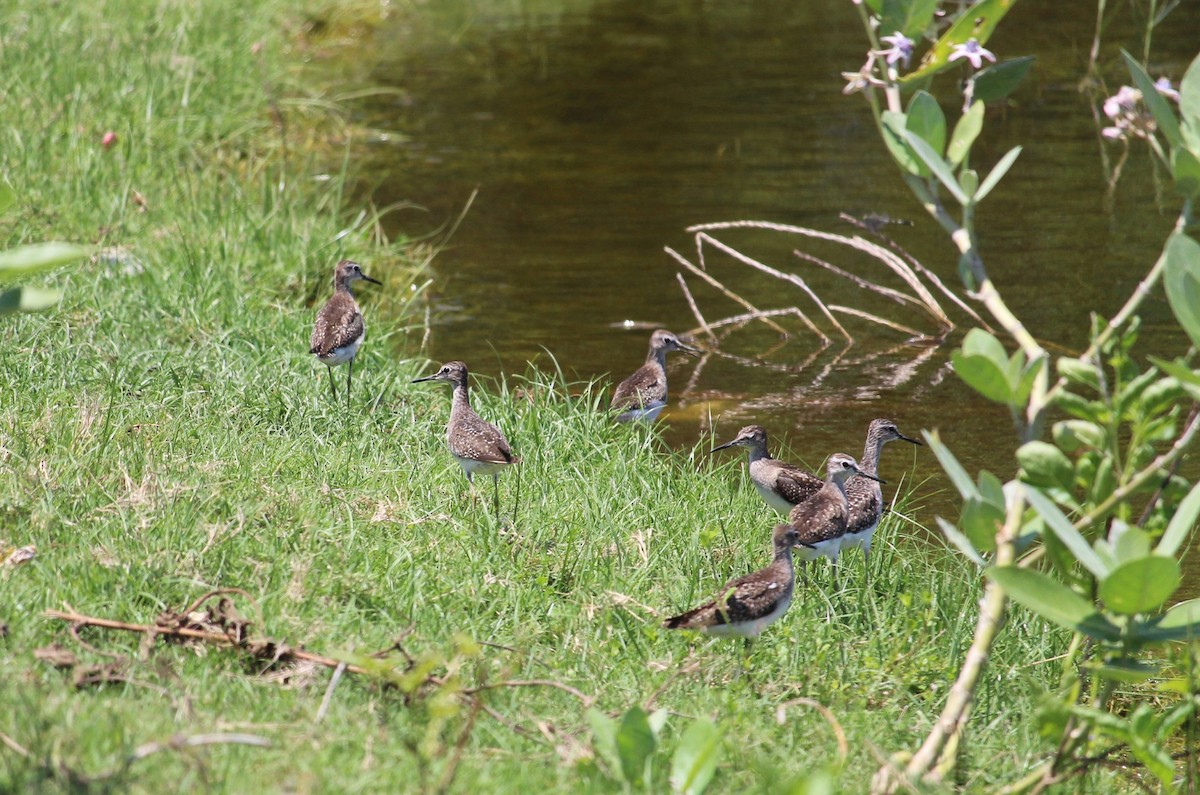 Wood Sandpiper - ML37295341