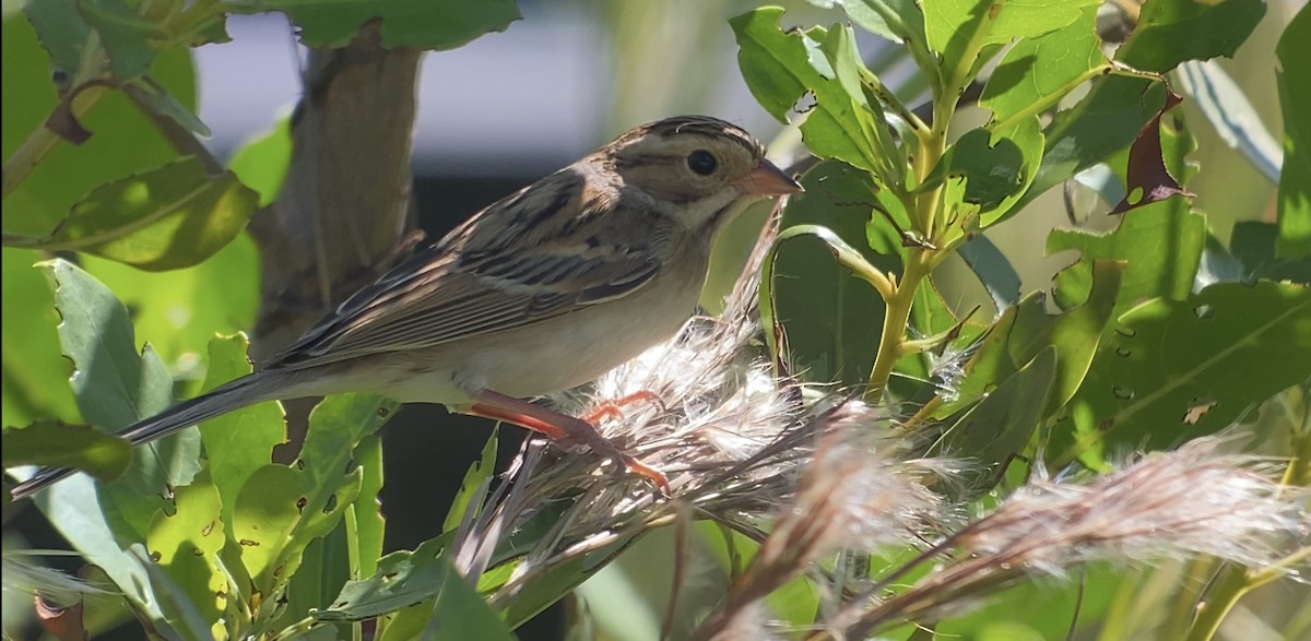 Clay-colored Sparrow - Luis Gles