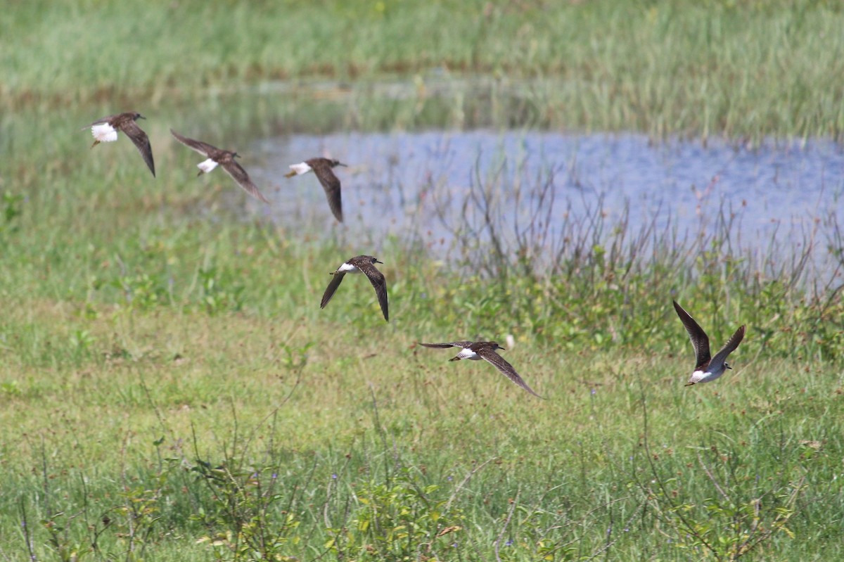 Wood Sandpiper - ML37295351