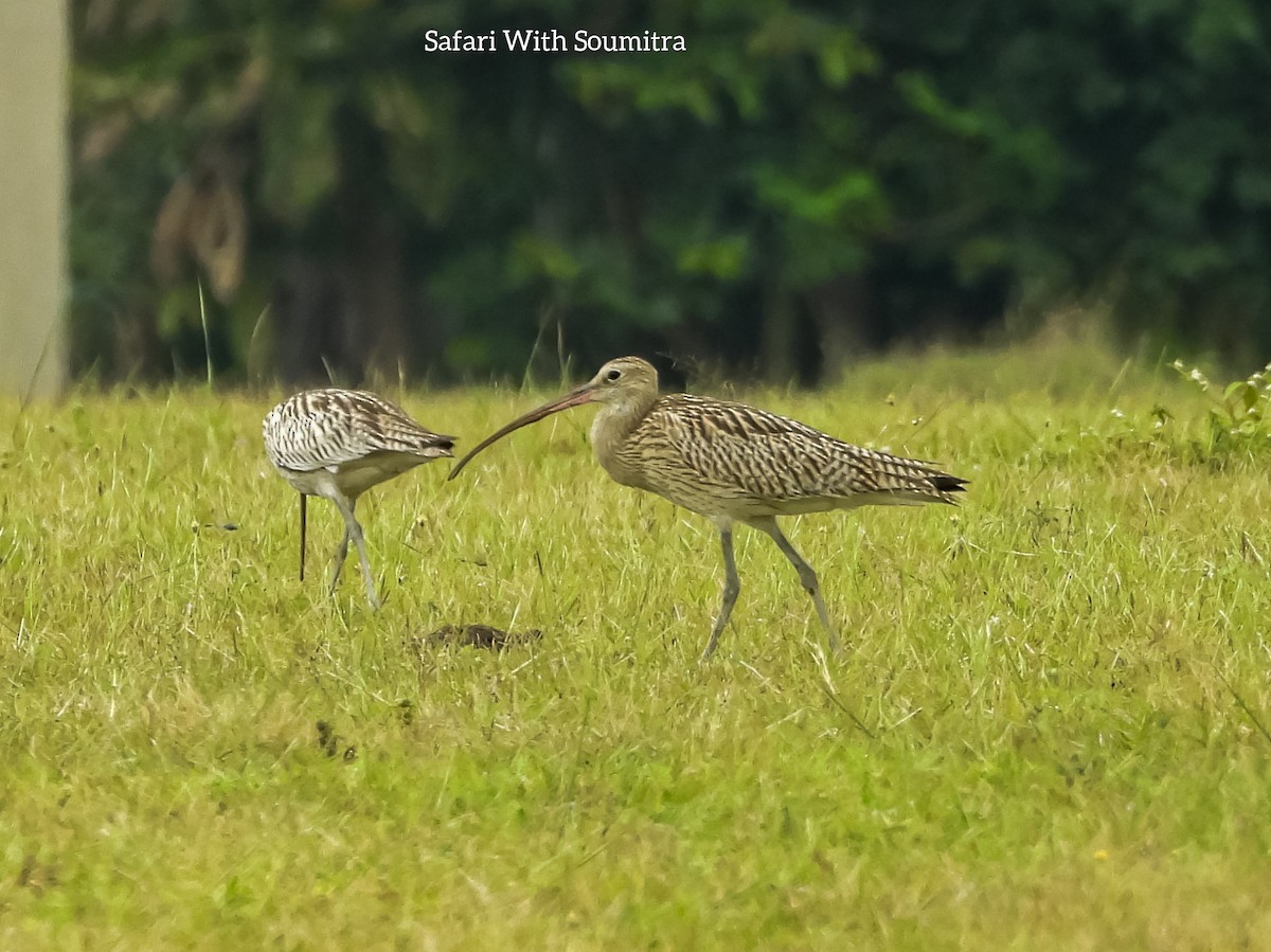 Eurasian Curlew - ML372953691