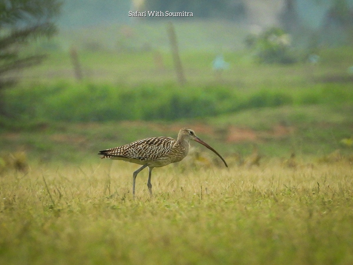 Eurasian Curlew - ML372953701