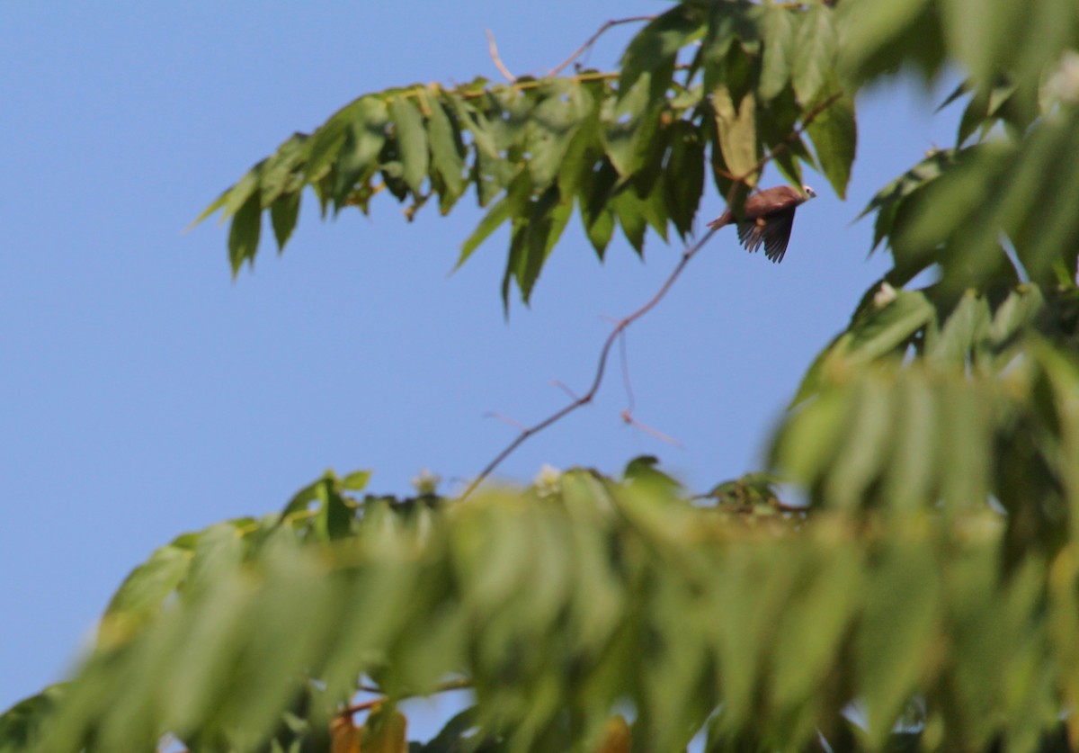 White-headed Munia - ML37295391