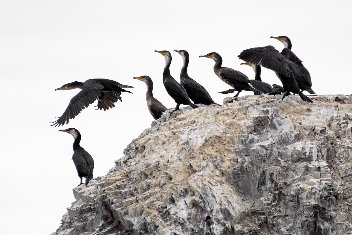 Japanese Cormorant - ML372956801