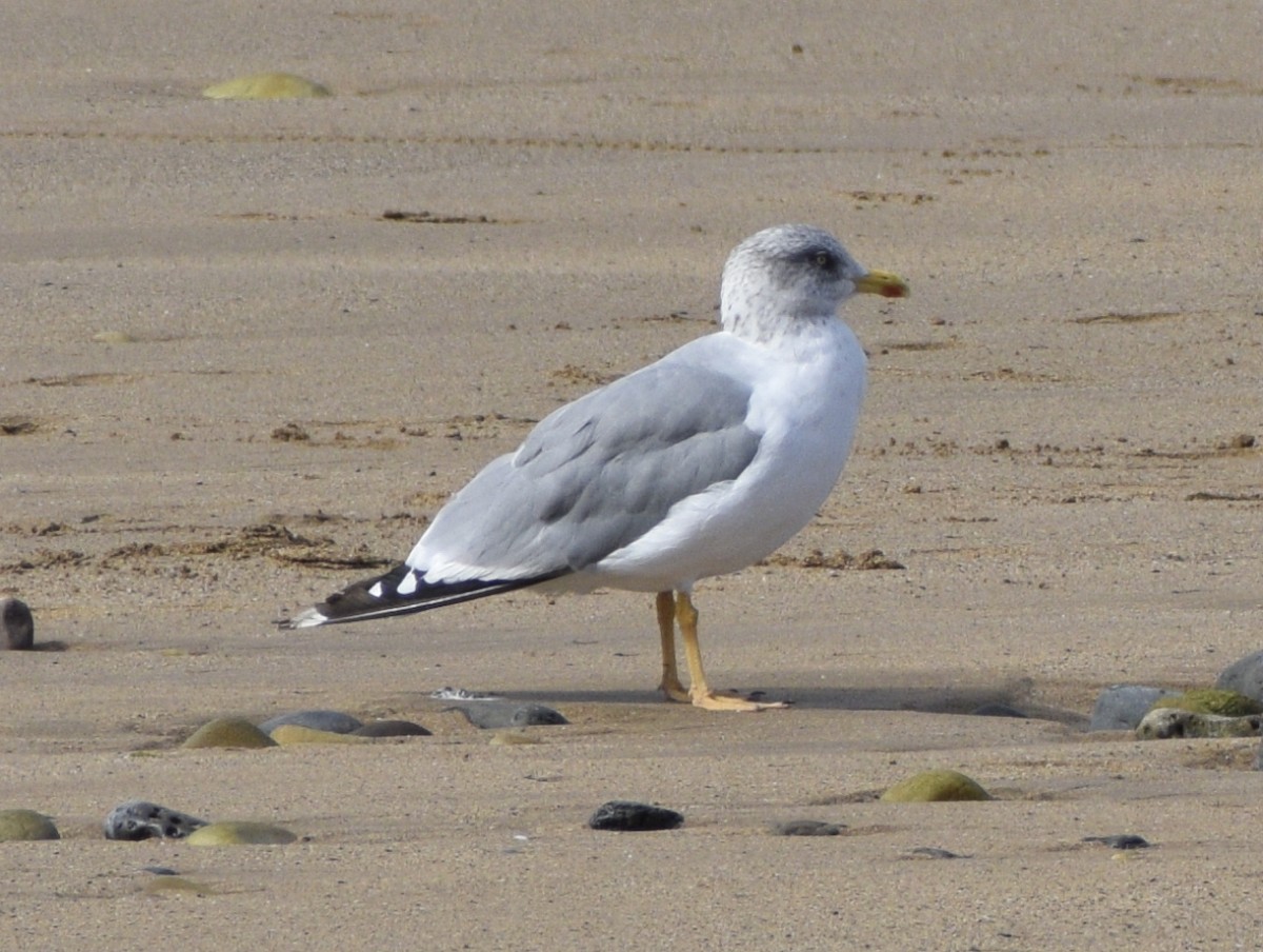 Yellow-legged Gull - ML372957421