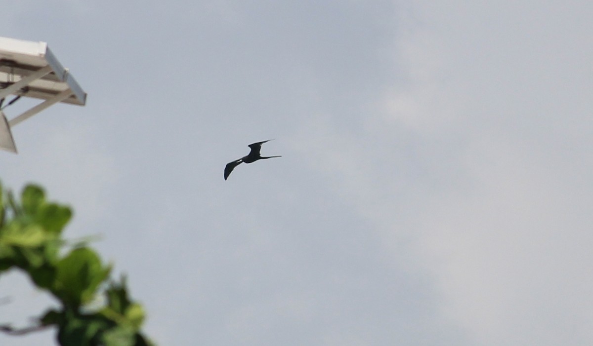 Great Frigatebird - ML37295801