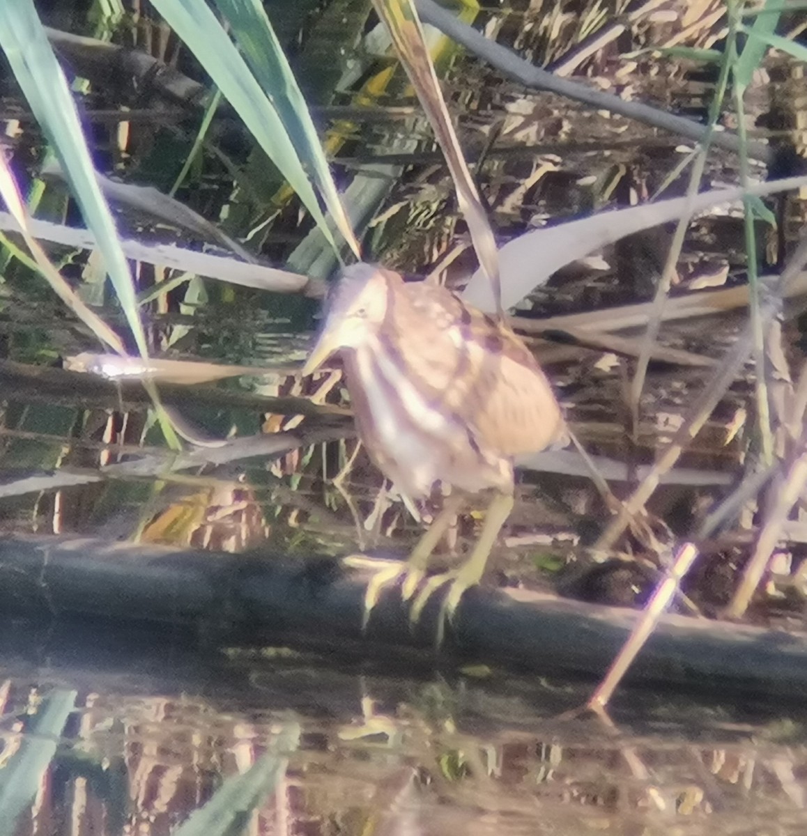 Little Bittern - ML372958061