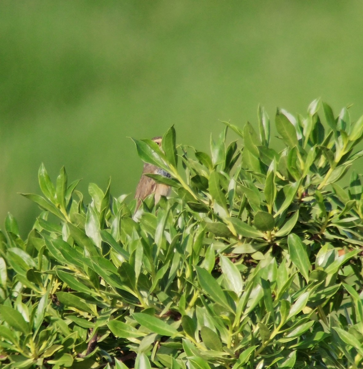 Bluethroat - ML372958071