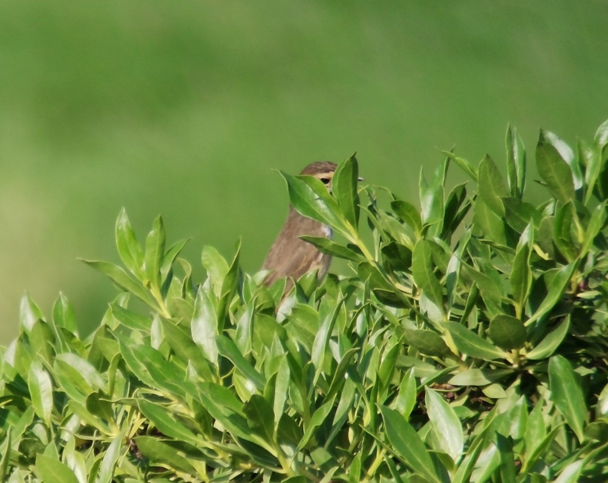 Bluethroat - ML372958081