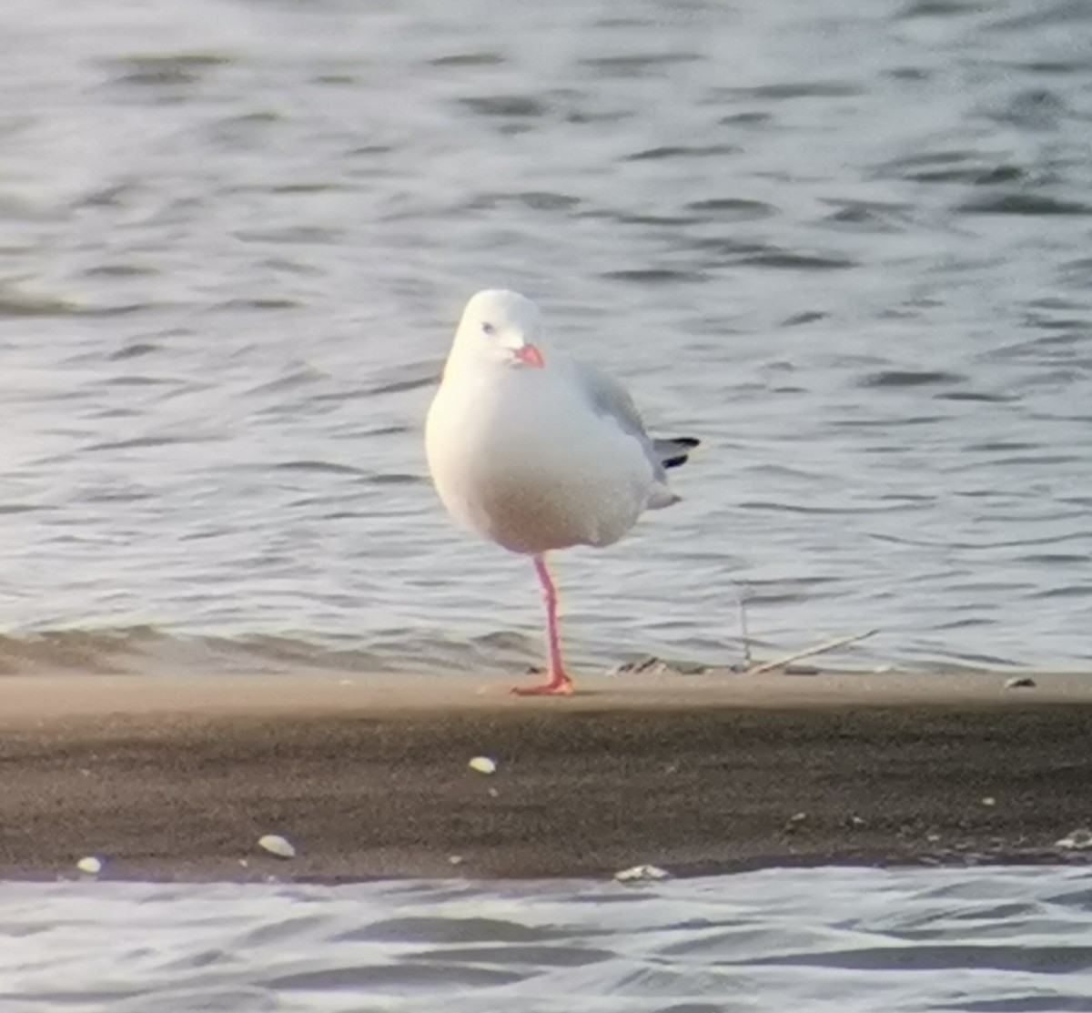 Slender-billed Gull - ML372958351