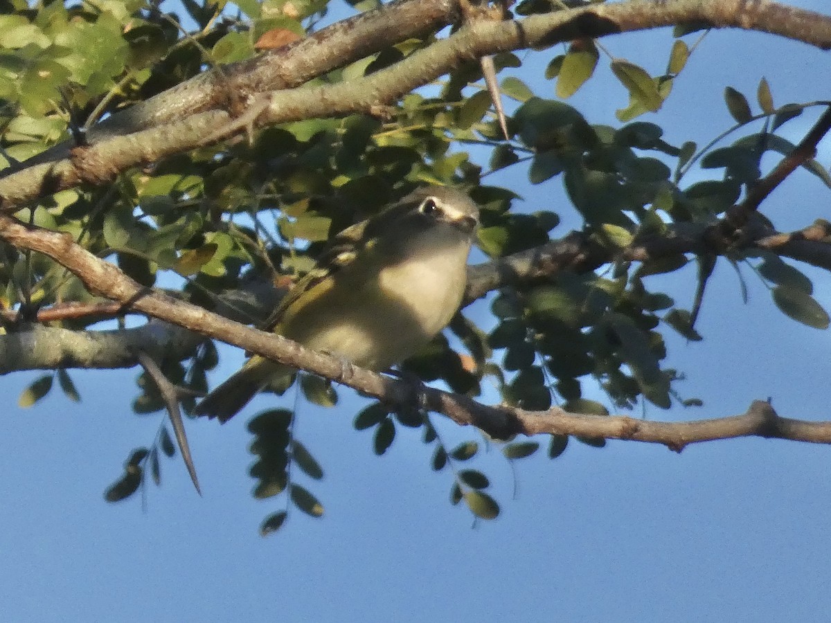 Vireo Solitario - ML372958971