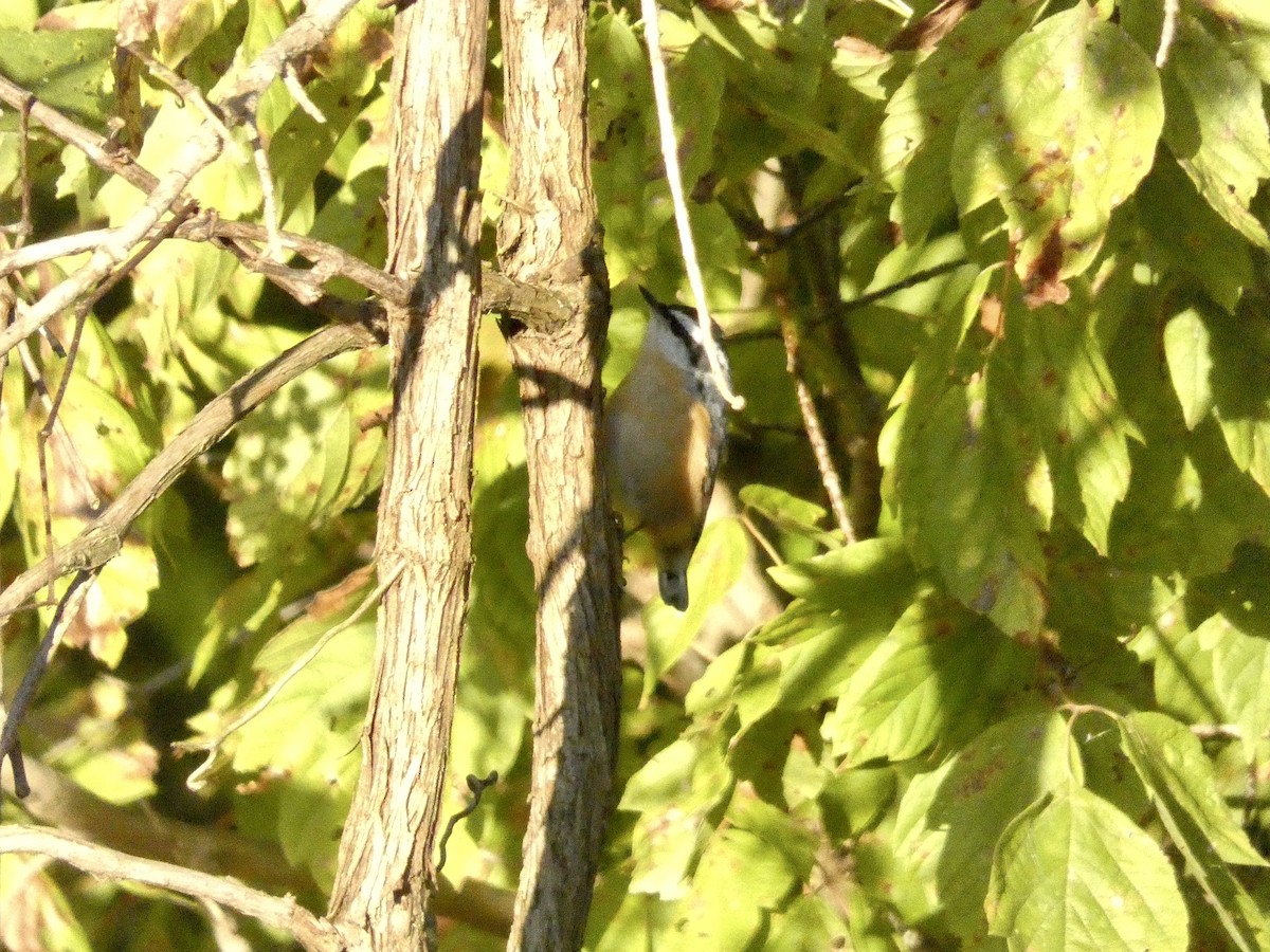 Red-breasted Nuthatch - ML372959121