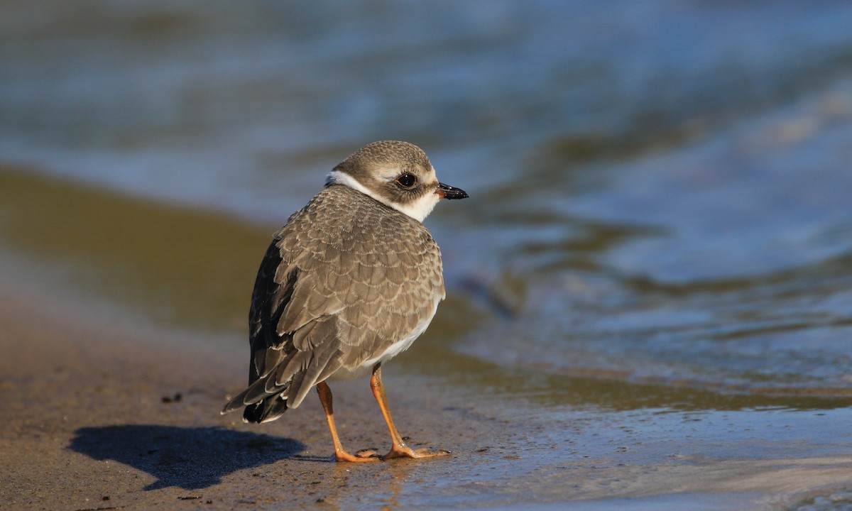 Semipalmated Plover - ML372960001