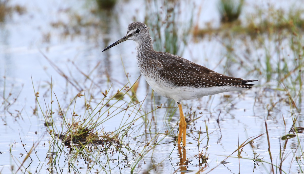 Greater Yellowlegs - ML372960091