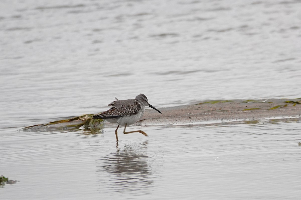 Stilt Sandpiper - ML372961041