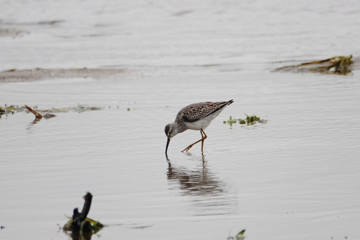 Stilt Sandpiper - ML372961051