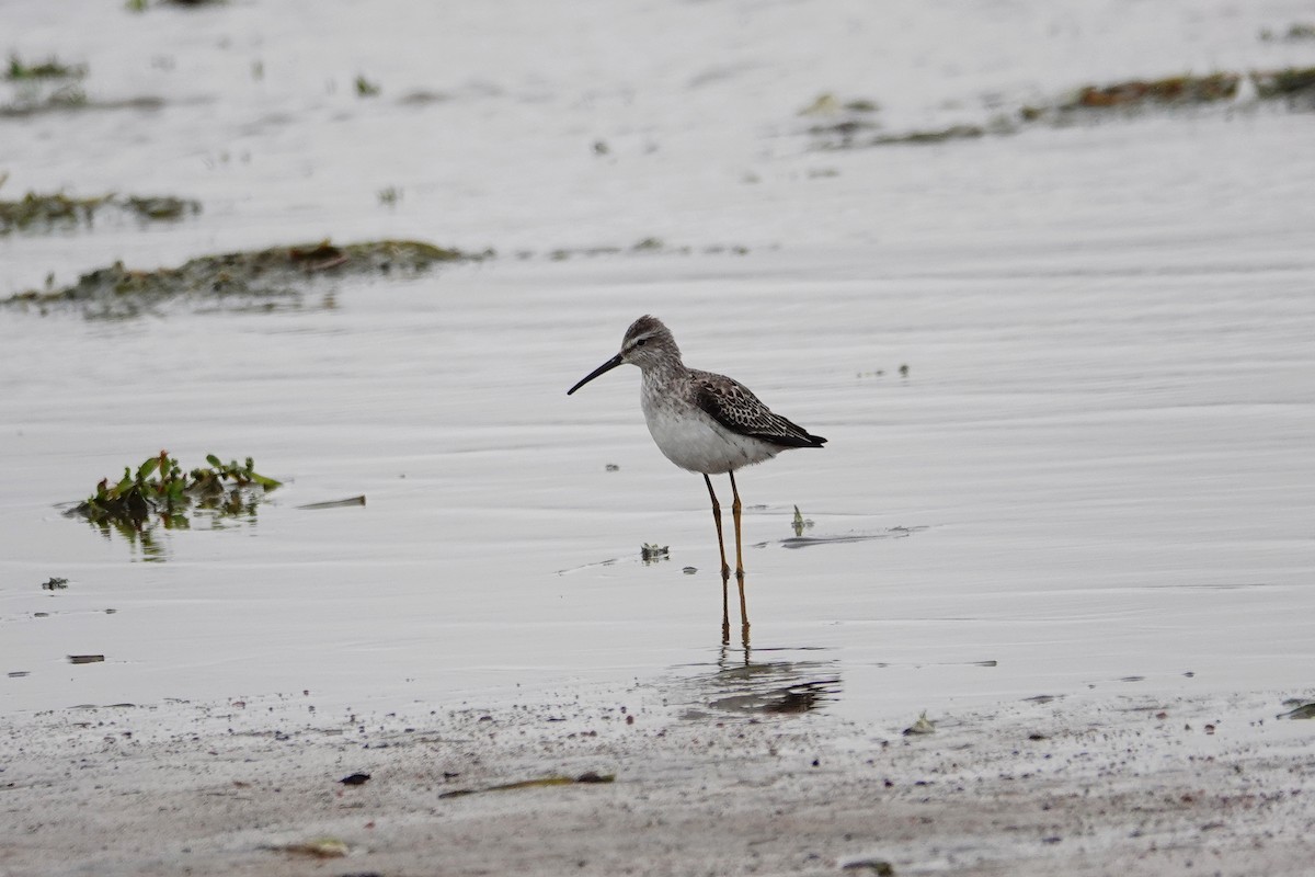 Stilt Sandpiper - ML372961071