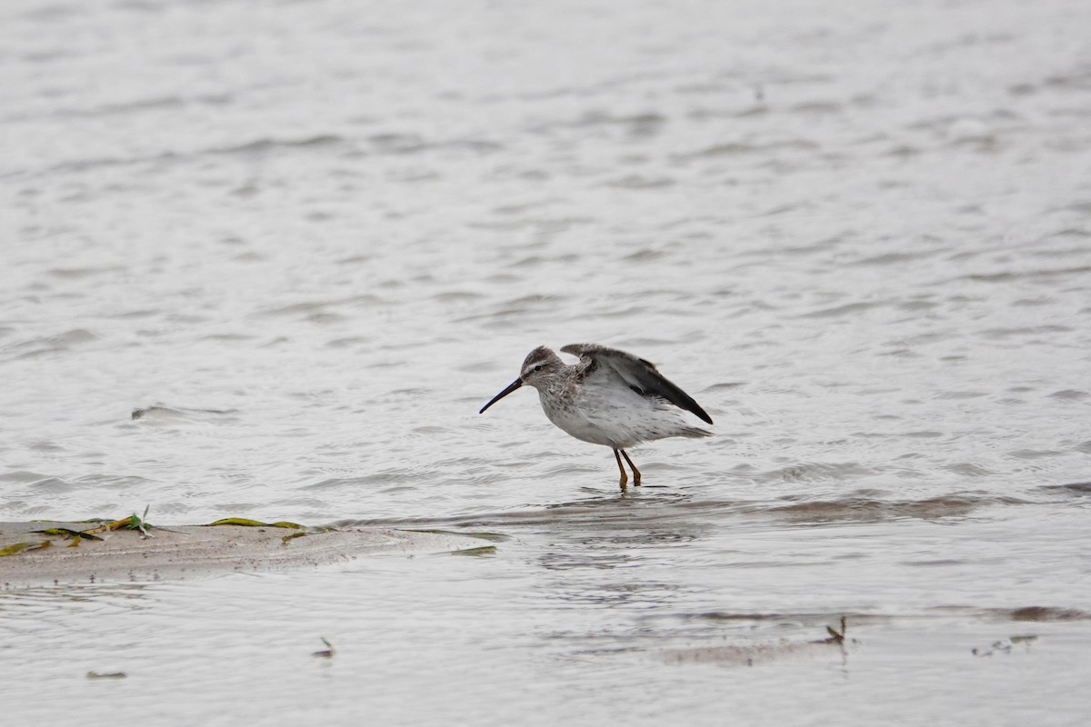 Stilt Sandpiper - ML372961081