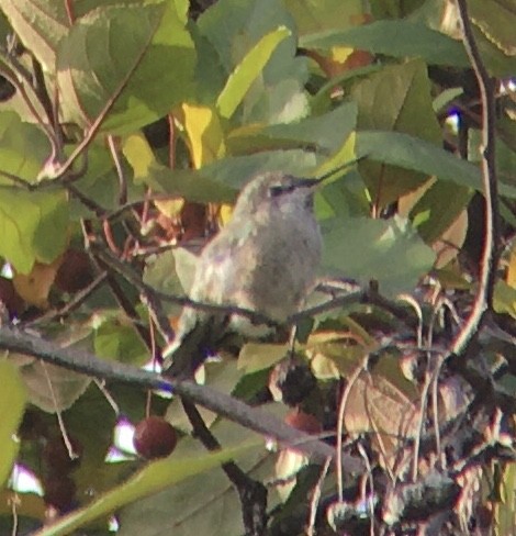 Anna's Hummingbird - ML372961451