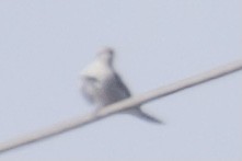 Pallid Cuckoo - Zebedee Muller