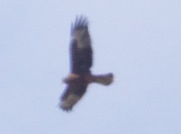 Swamp Harrier - Zebedee Muller