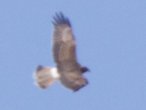 Swamp Harrier - Zebedee Muller