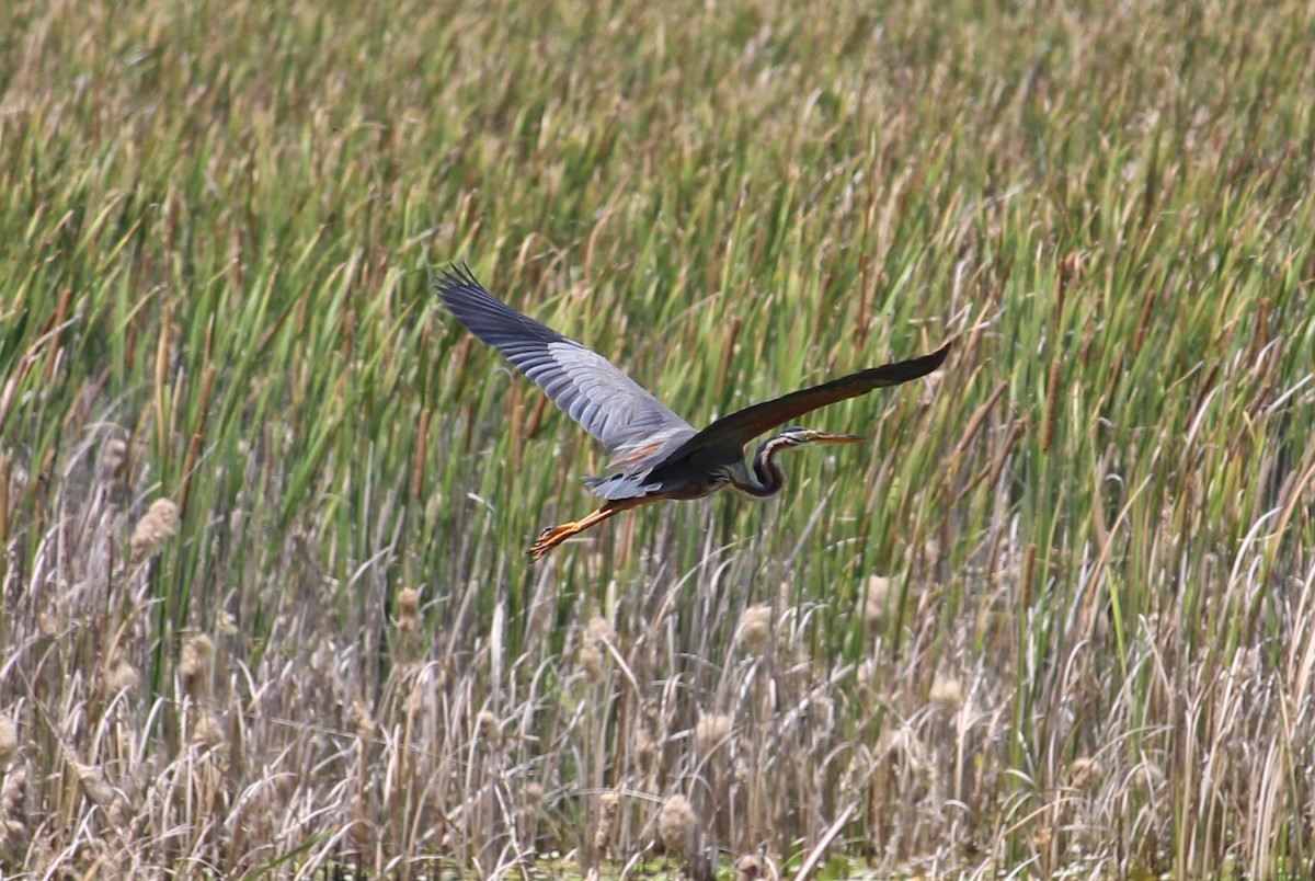 Purple Heron - ML37296411