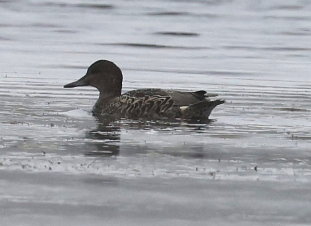 Green-winged Teal - Jeff Skevington