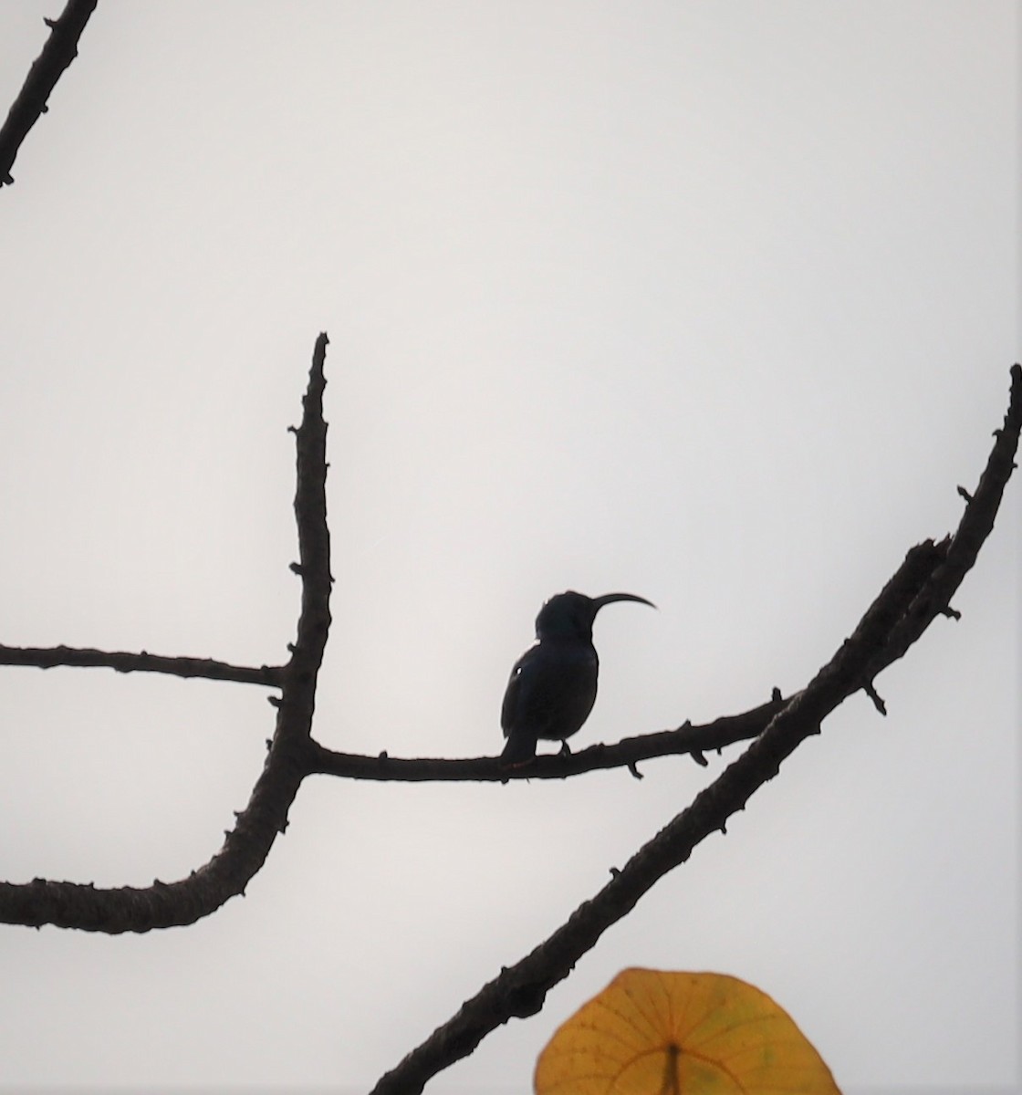 Loten's Sunbird - ML372965211