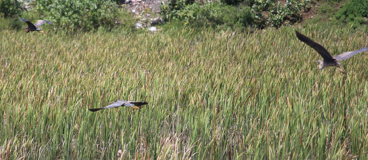 Purple Heron - ML37296551