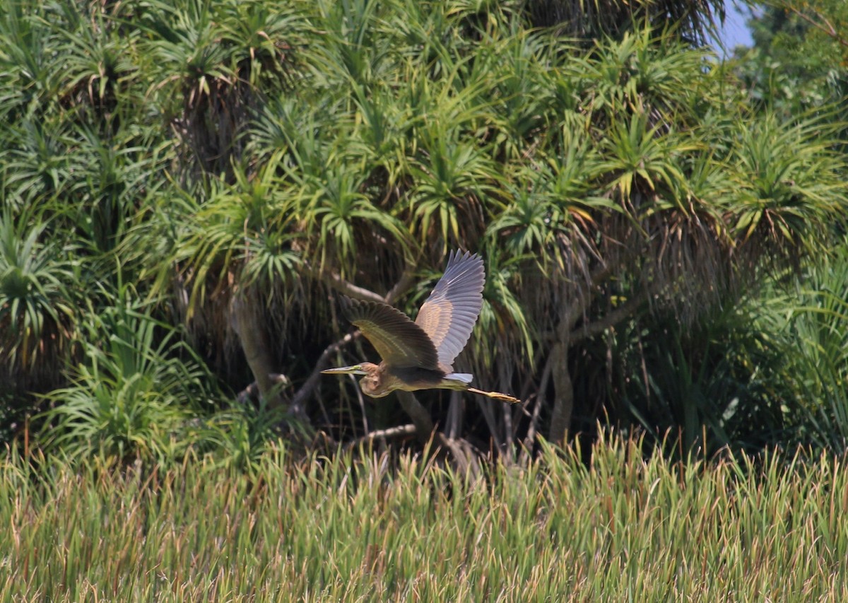 Purple Heron - ML37296591