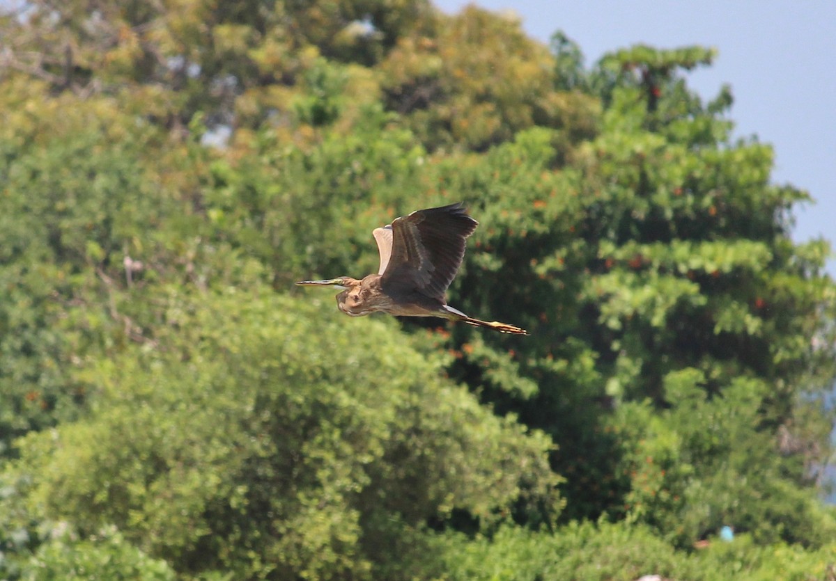 Purple Heron - ML37296681