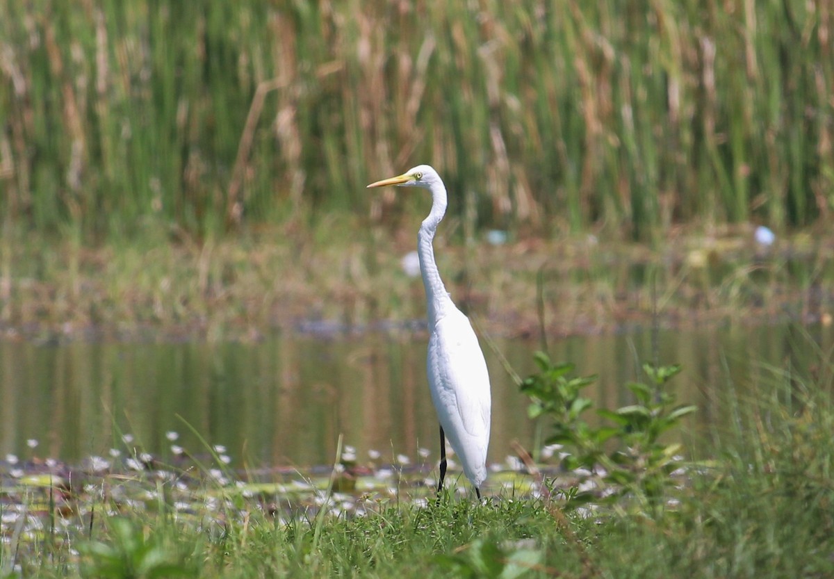 Great Egret (modesta) - Bruno Durand