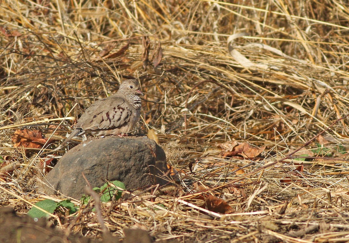 Common Ground Dove - Jeremiah Trimble