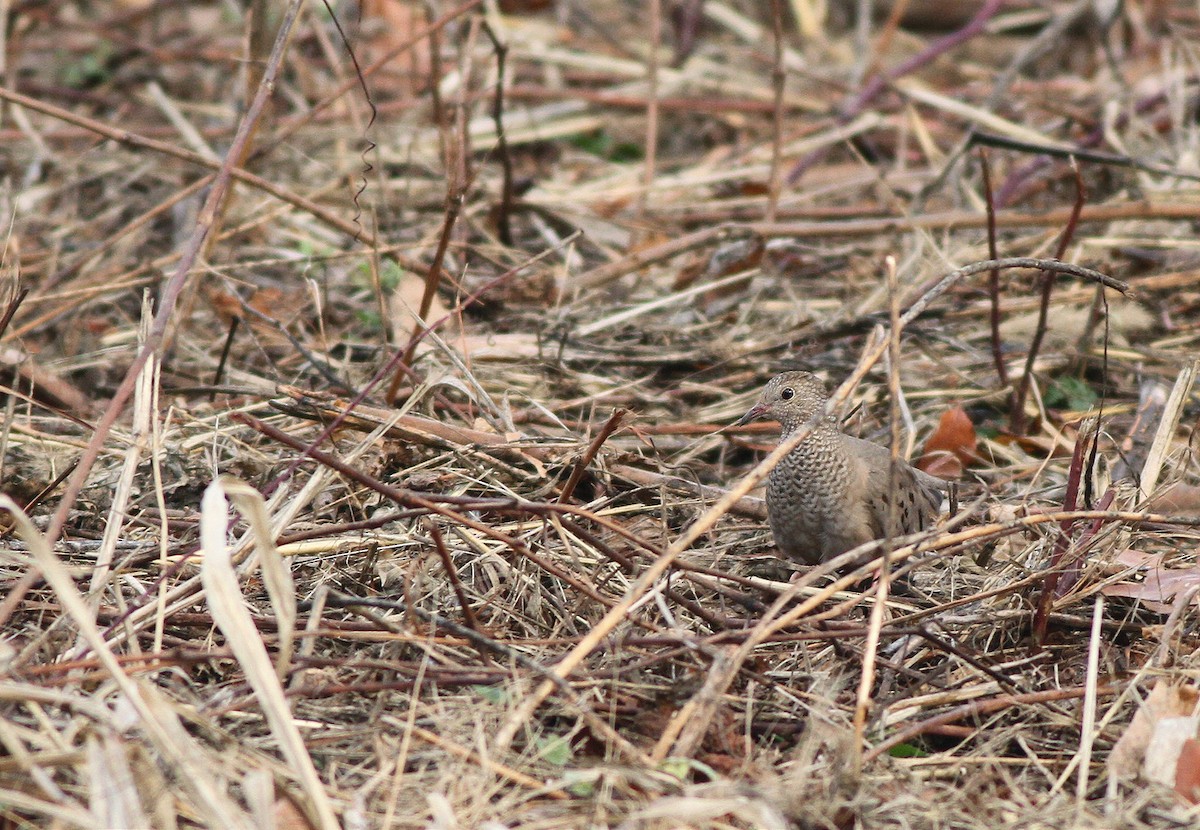 Common Ground Dove - ML37296811