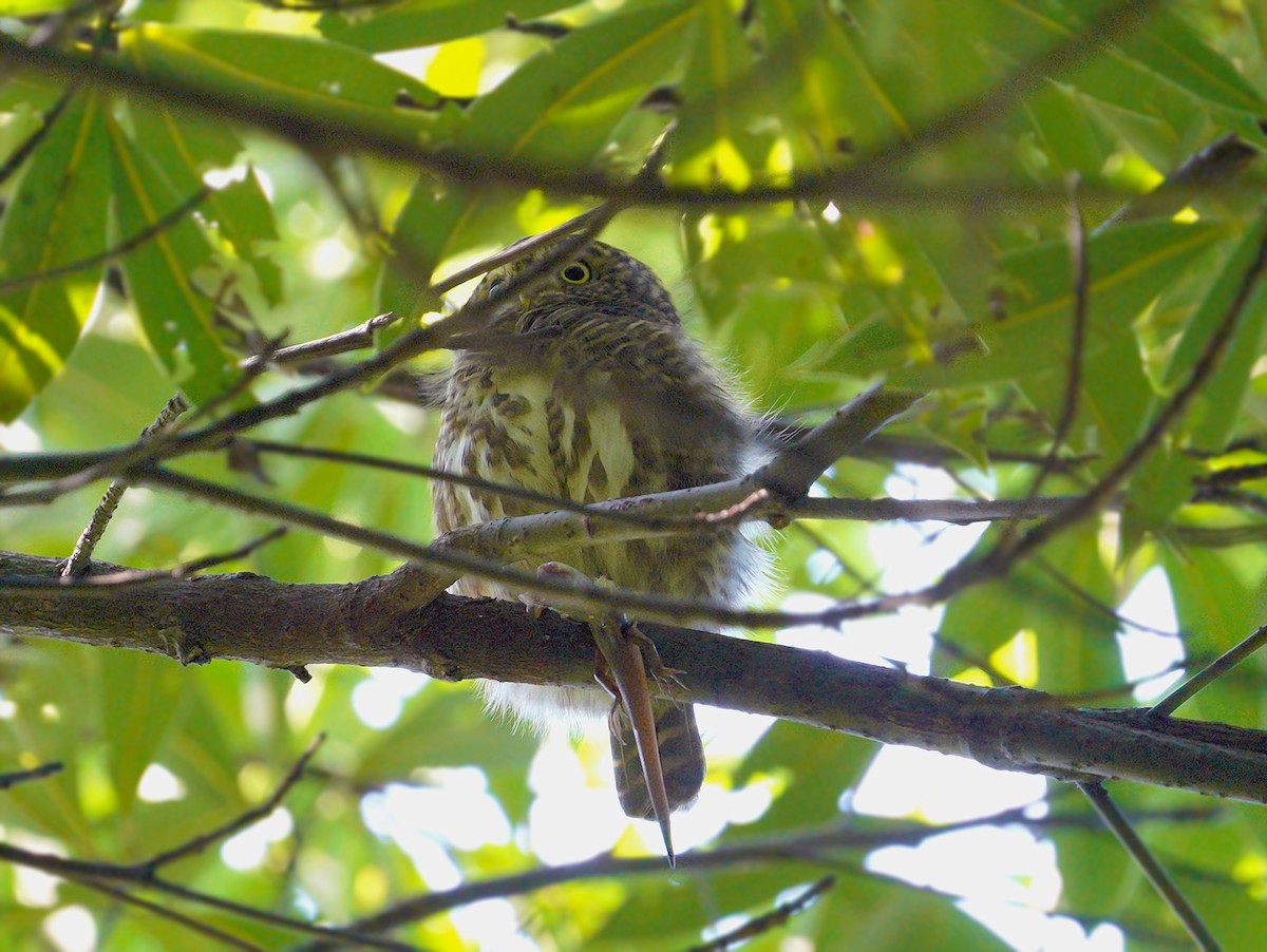 Collared Owlet - ML372969871