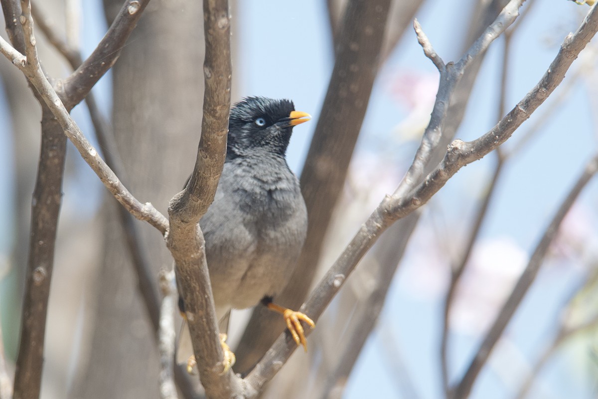 Jungle Myna - ML372970281
