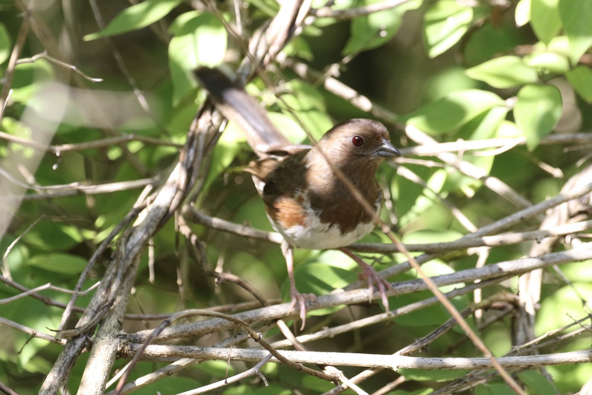 Eastern Towhee - Glen Chapman