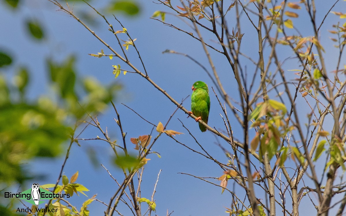 Wallace's Hanging-Parrot - ML372970541