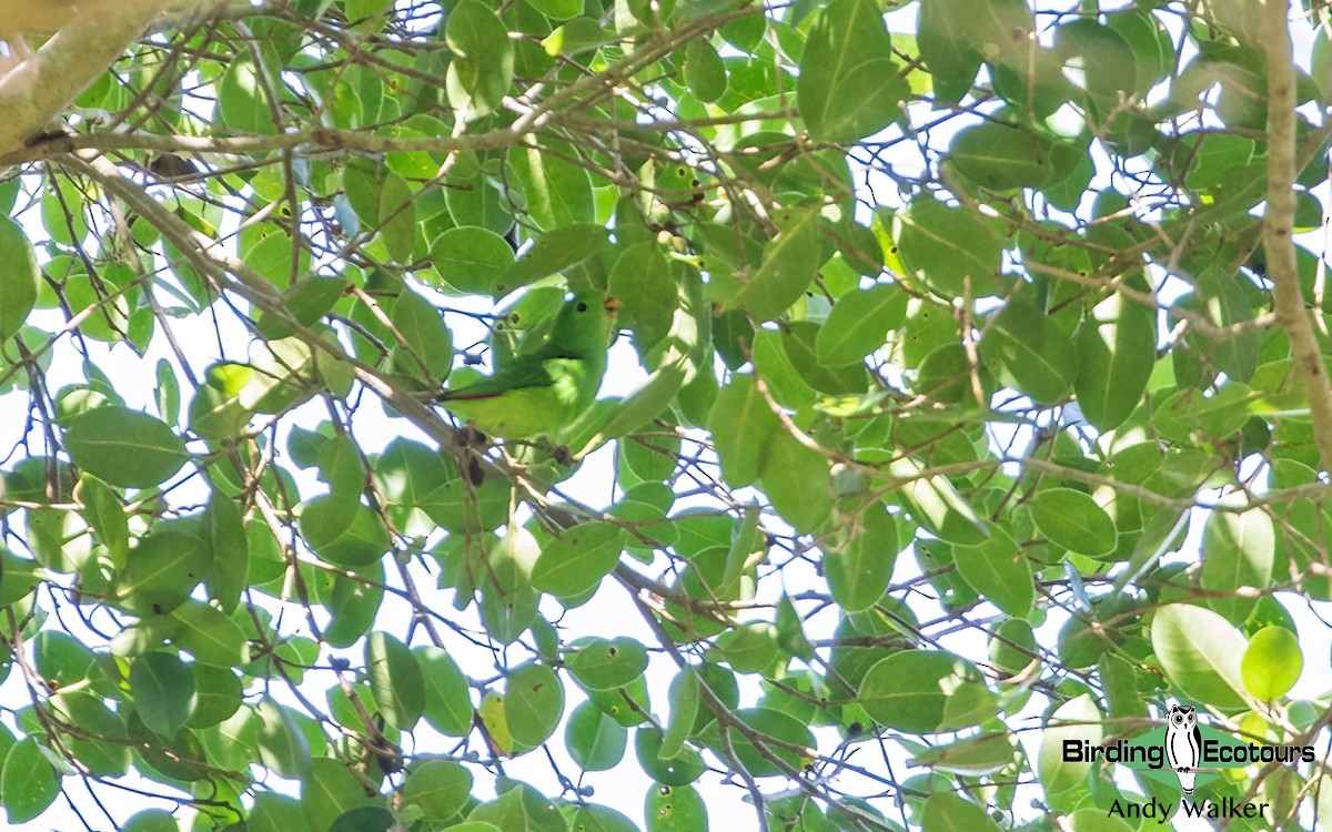 Wallace's Hanging-Parrot - ML372970551