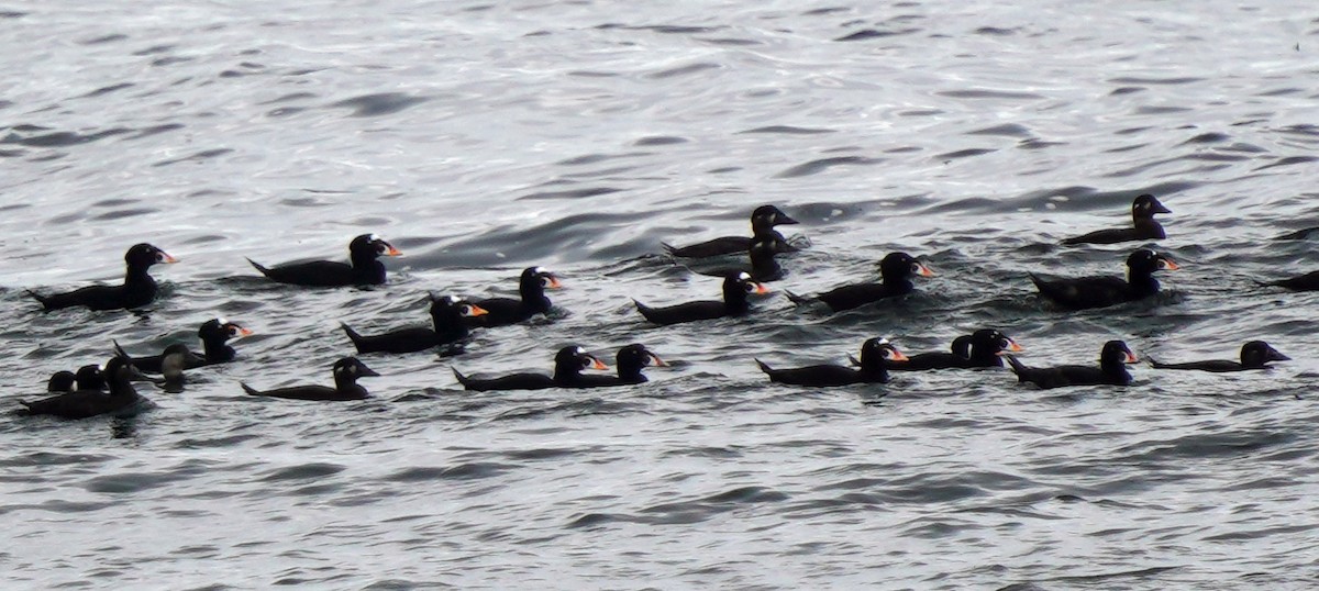 Surf Scoter - ML372971421