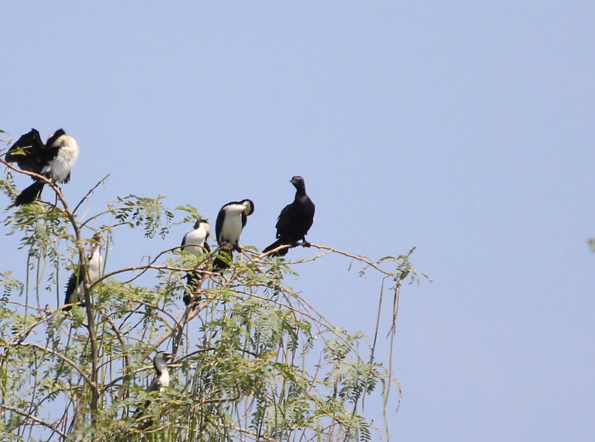 Little Black Cormorant - ML37297161