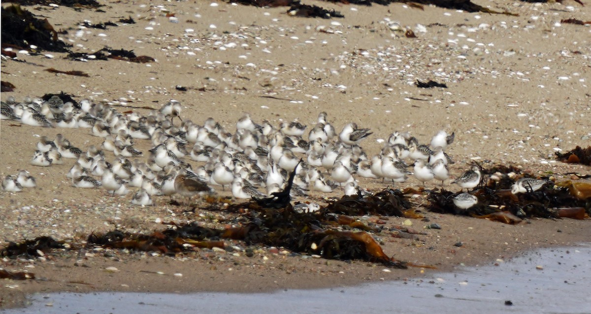 Bécasseau sanderling - ML372971751