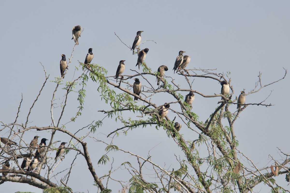 Rosy Starling - ML372971821