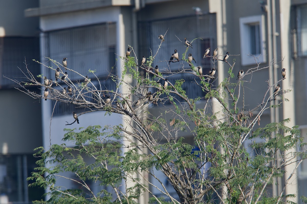 Rosy Starling - ML372971831