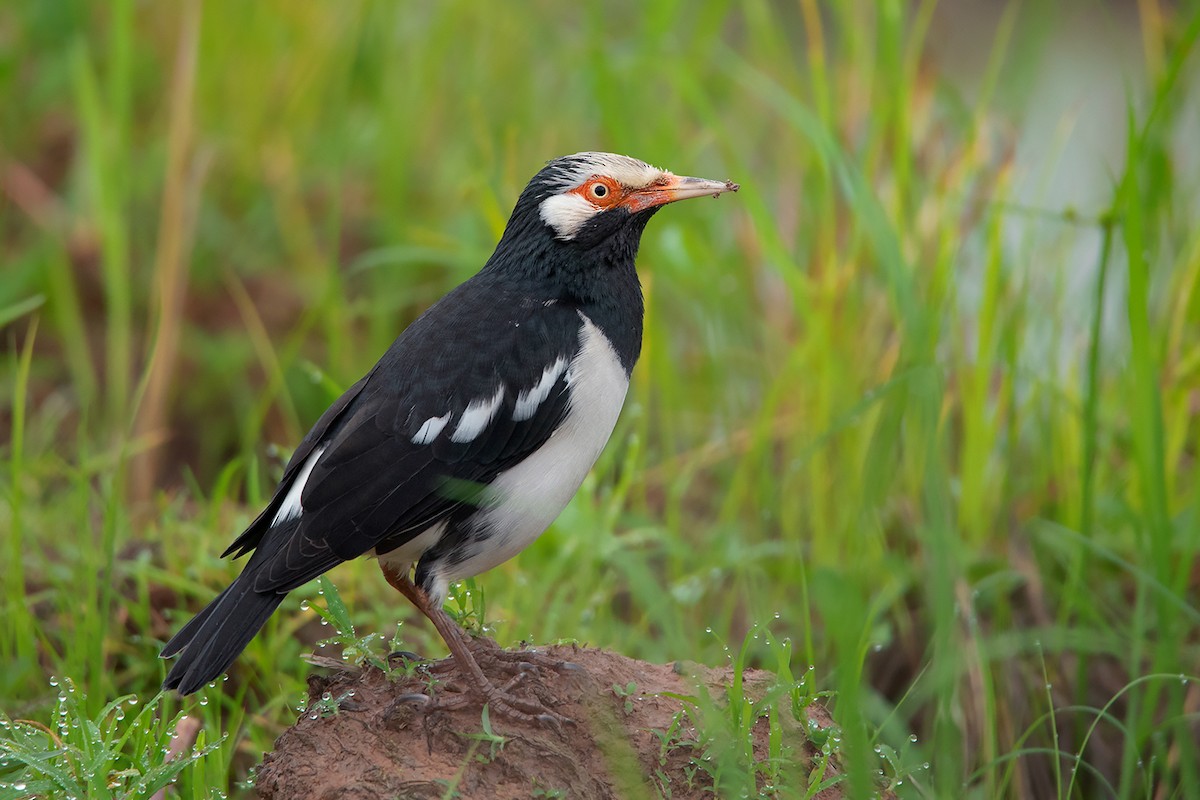 Siamese Pied Starling - ML372972631