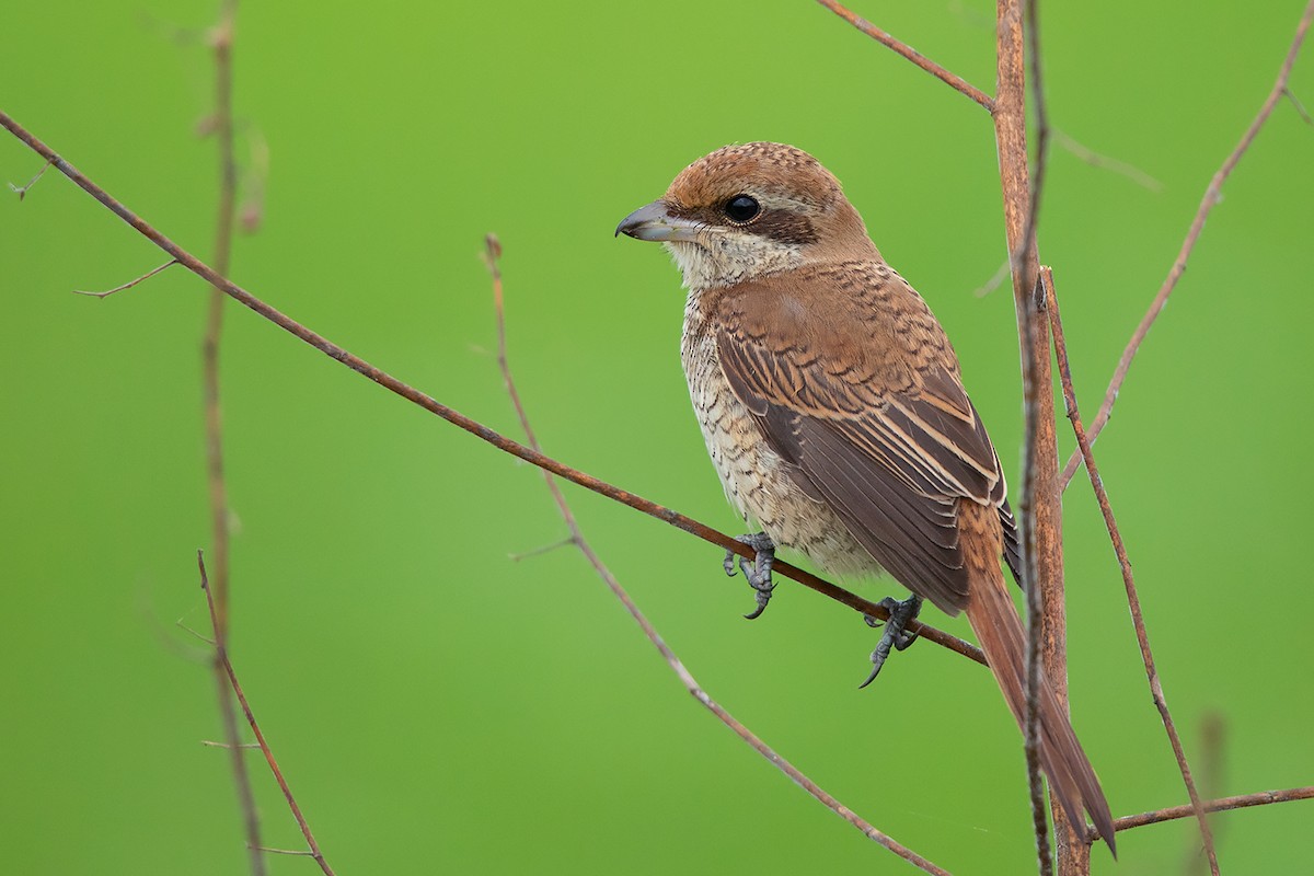 Brown Shrike (Brown) - ML372972651