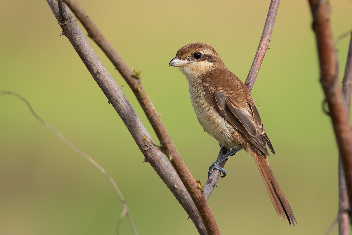 Alcaudón Pardo (cristatus/confusus) - ML372972661