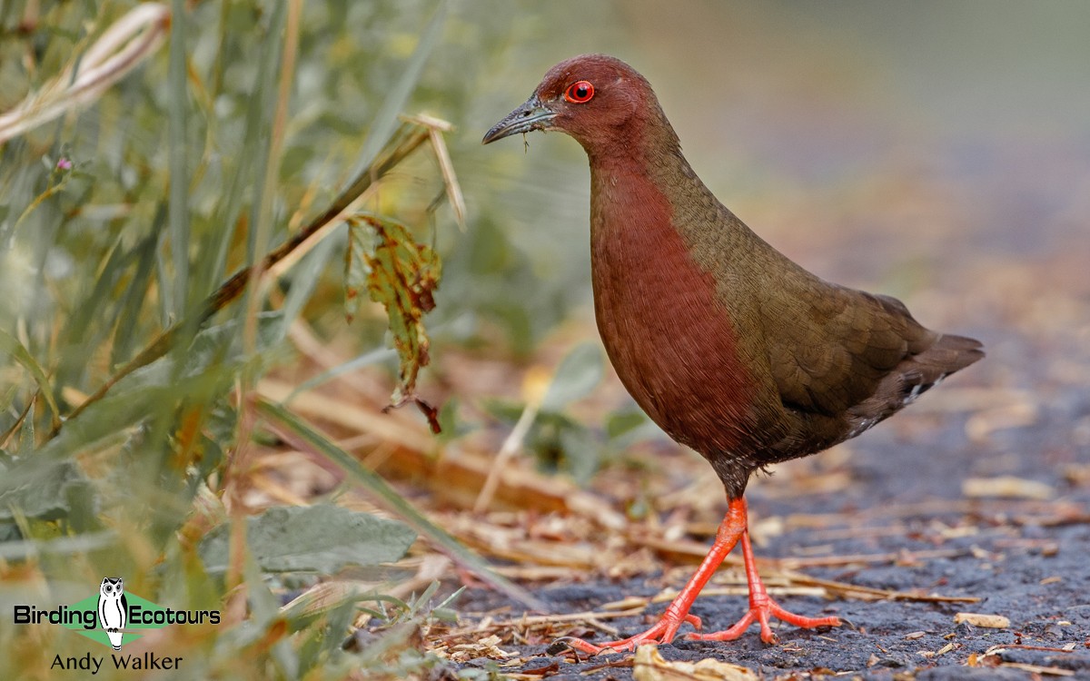 Ruddy-breasted Crake - ML372972961