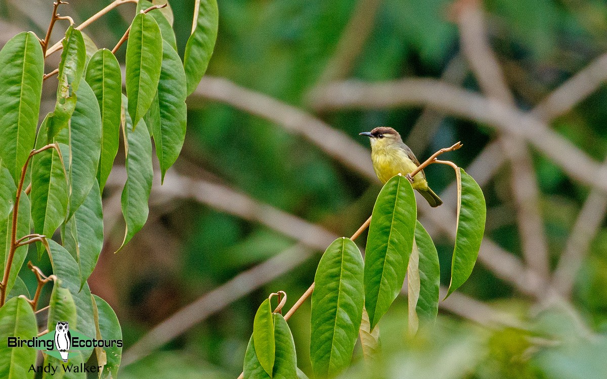 Schopfbrillenvogel - ML372973661