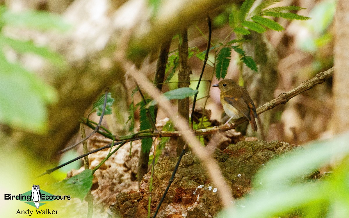 Rufous-chested Flycatcher - Andy Walker - Birding Ecotours